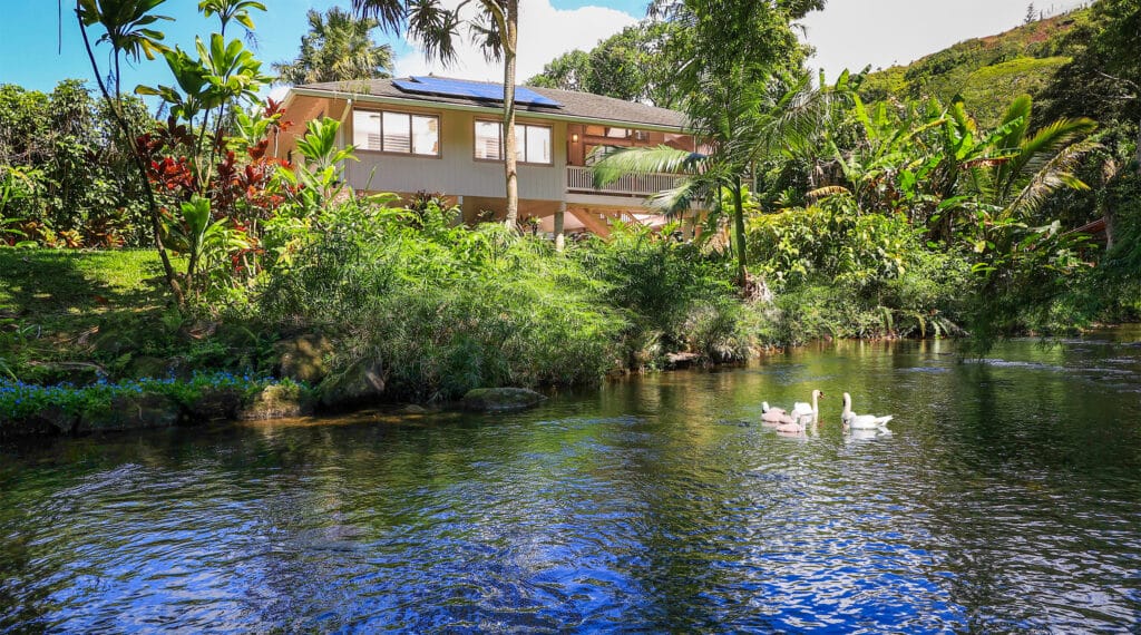 Serenity by the River with Graceful Swans