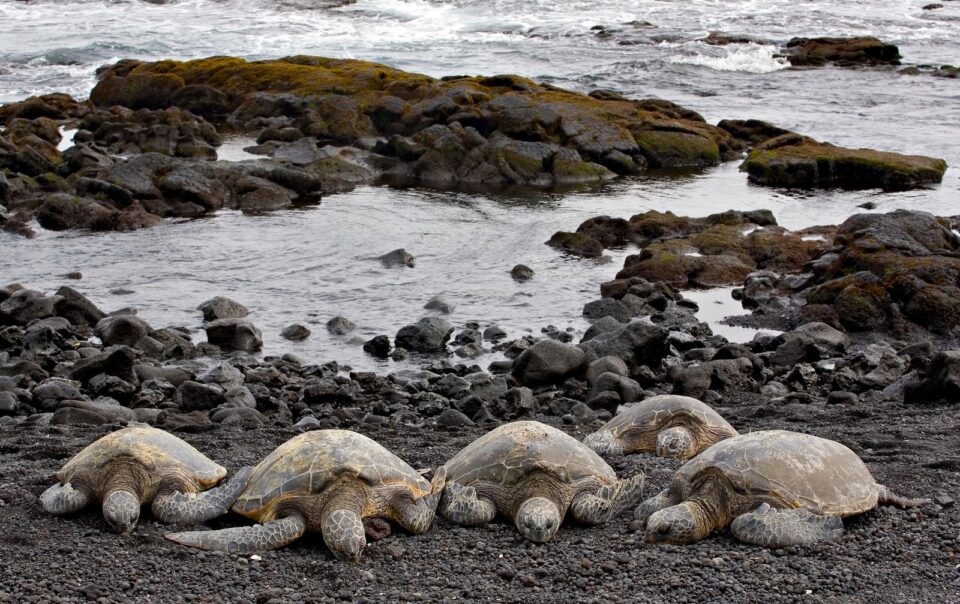 Snorkeling with sea turtles at Tunnels Beach, Kauai