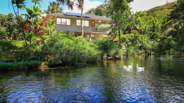 Experience tranquility at The Guest House, a serene Kauai vacation rental with river views, lush surroundings, and luxurious amenities. Perfect for honeymooners and those seeking a peaceful escape. Serenity by the River with Graceful Swans